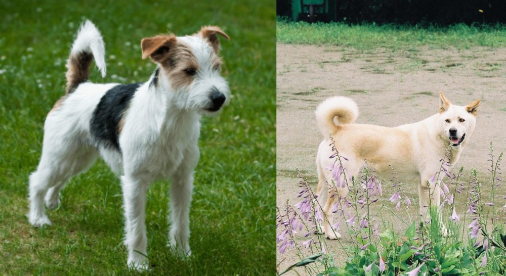 Pungsan Dog vs Parson Russell Terrier - Breed Comparison
