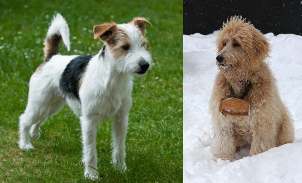 Pyredoodle vs Parson Russell Terrier - Breed Comparison