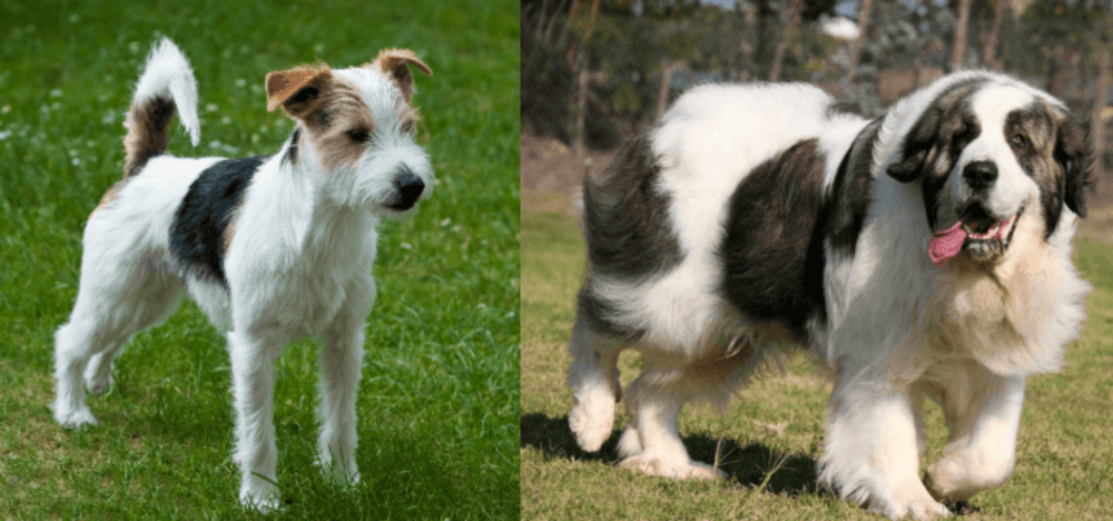 Pyrenean Mastiff vs Parson Russell Terrier - Breed Comparison