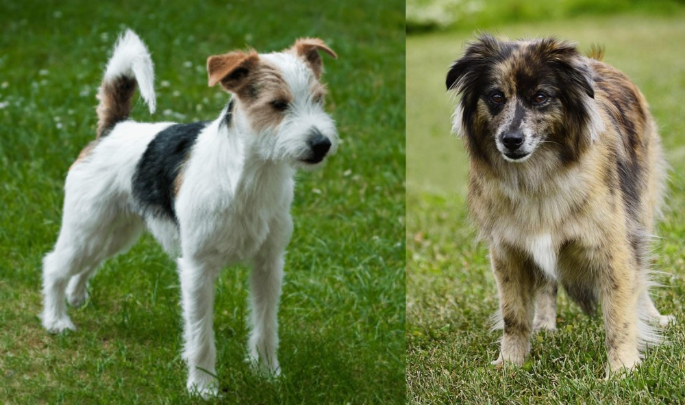 Pyrenean Shepherd vs Parson Russell Terrier - Breed Comparison