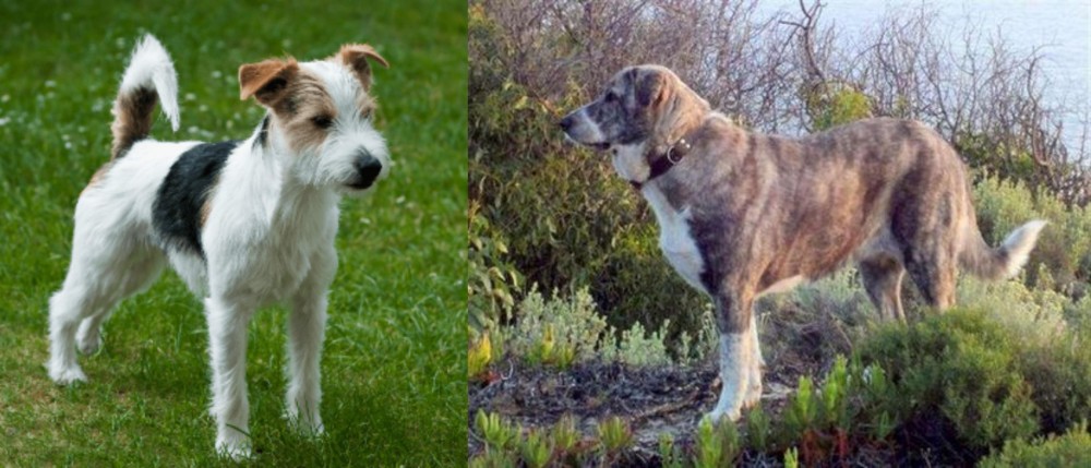 Rafeiro do Alentejo vs Parson Russell Terrier - Breed Comparison