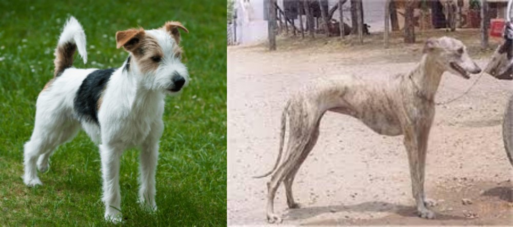 Rampur Greyhound vs Parson Russell Terrier - Breed Comparison
