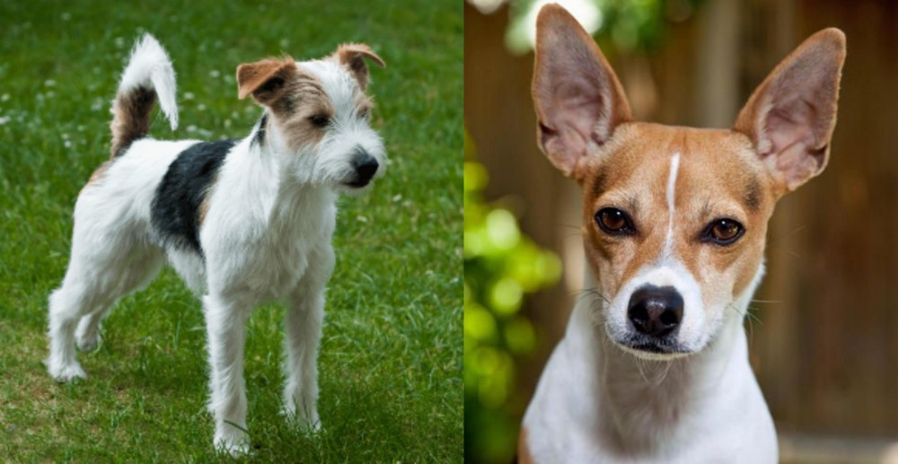 Rat Terrier vs Parson Russell Terrier - Breed Comparison