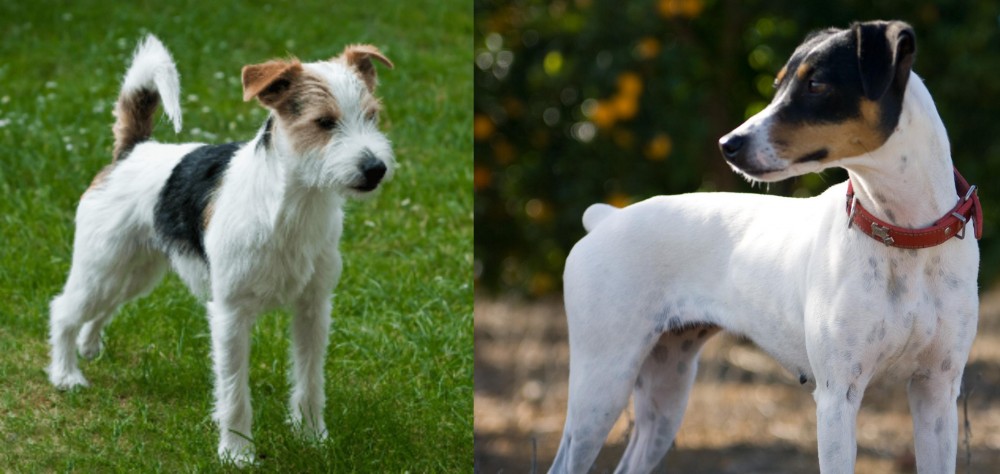 Ratonero Bodeguero Andaluz vs Parson Russell Terrier - Breed Comparison