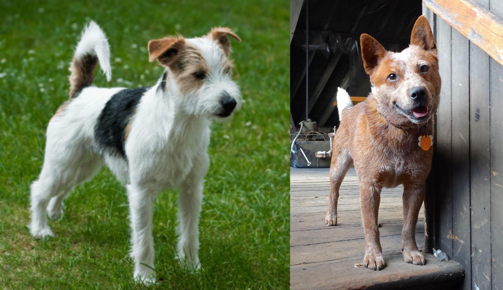 Red Heeler vs Parson Russell Terrier - Breed Comparison