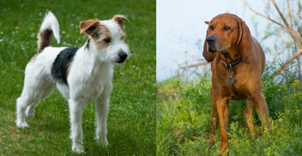 Redbone Coonhound vs Parson Russell Terrier - Breed Comparison
