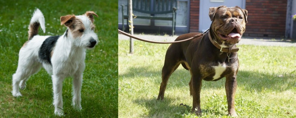 Renascence Bulldogge vs Parson Russell Terrier - Breed Comparison