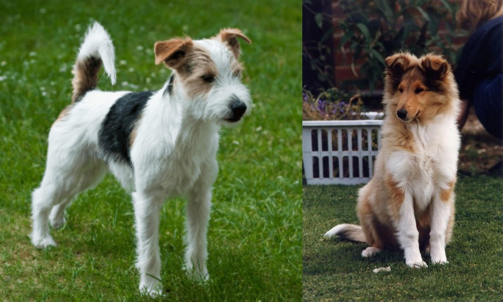 Rough Collie vs Parson Russell Terrier - Breed Comparison