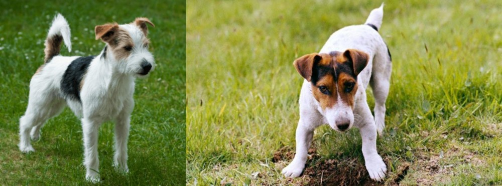 Russell Terrier vs Parson Russell Terrier - Breed Comparison