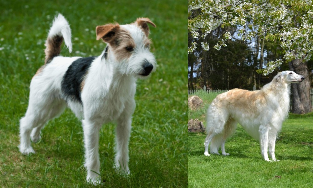Russian Hound vs Parson Russell Terrier - Breed Comparison