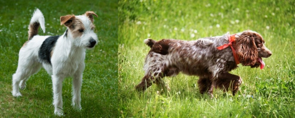 Russian Spaniel vs Parson Russell Terrier - Breed Comparison