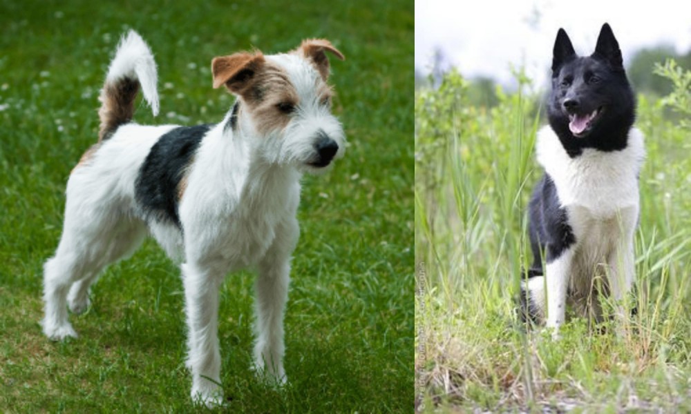 Russo-European Laika vs Parson Russell Terrier - Breed Comparison