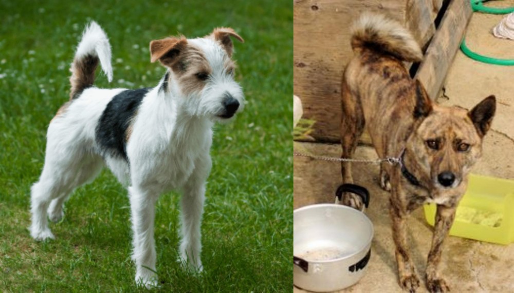 Ryukyu Inu vs Parson Russell Terrier - Breed Comparison