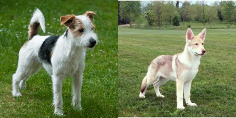 Saarlooswolfhond vs Parson Russell Terrier - Breed Comparison