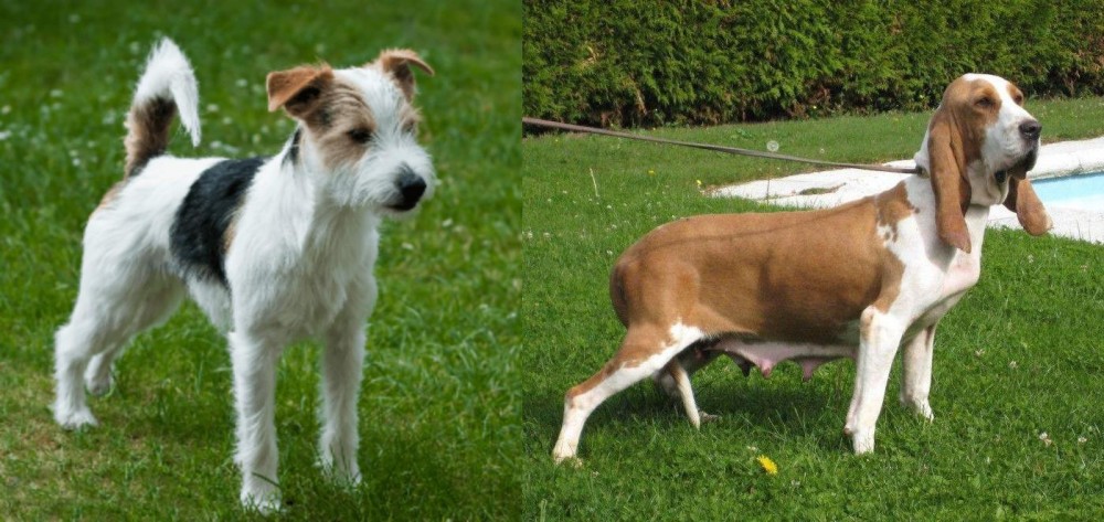 Sabueso Espanol vs Parson Russell Terrier - Breed Comparison