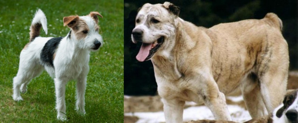 Sage Koochee vs Parson Russell Terrier - Breed Comparison