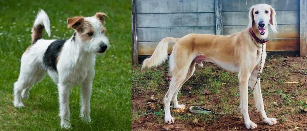 Saluki vs Parson Russell Terrier - Breed Comparison