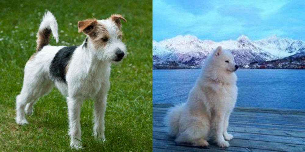 Samoyed vs Parson Russell Terrier - Breed Comparison