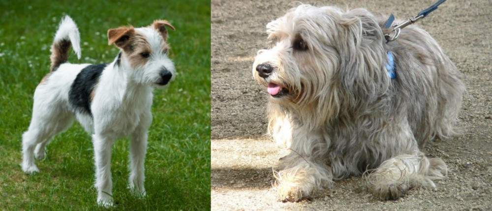 Sapsali vs Parson Russell Terrier - Breed Comparison