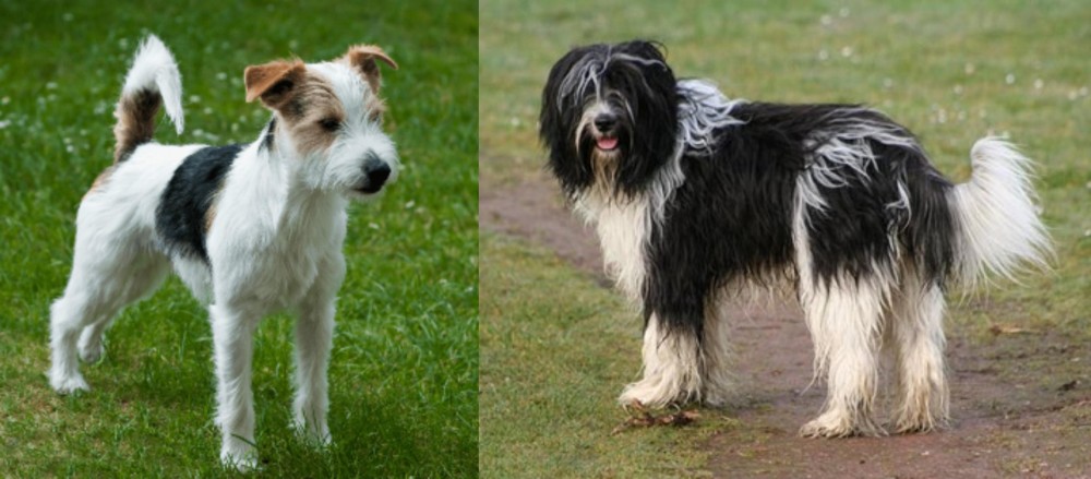Schapendoes vs Parson Russell Terrier - Breed Comparison