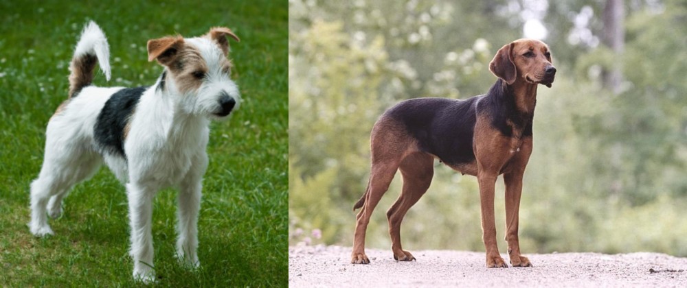 Schillerstovare vs Parson Russell Terrier - Breed Comparison