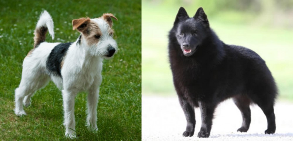 Schipperke vs Parson Russell Terrier - Breed Comparison