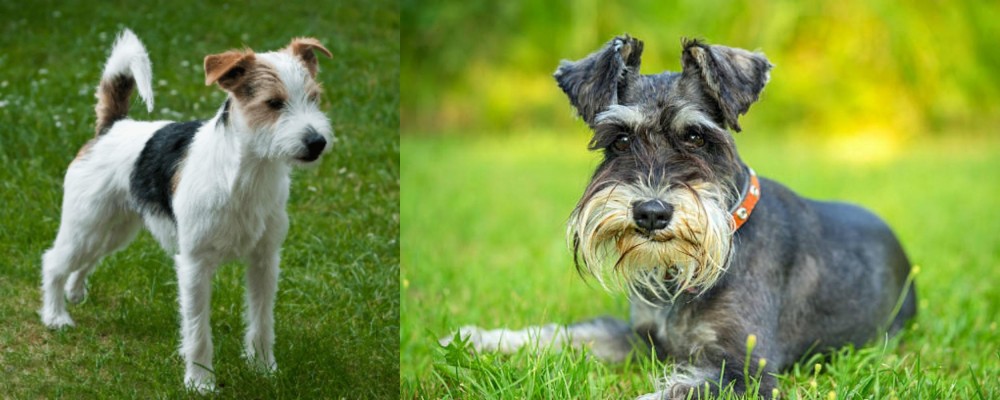 Schnauzer vs Parson Russell Terrier - Breed Comparison