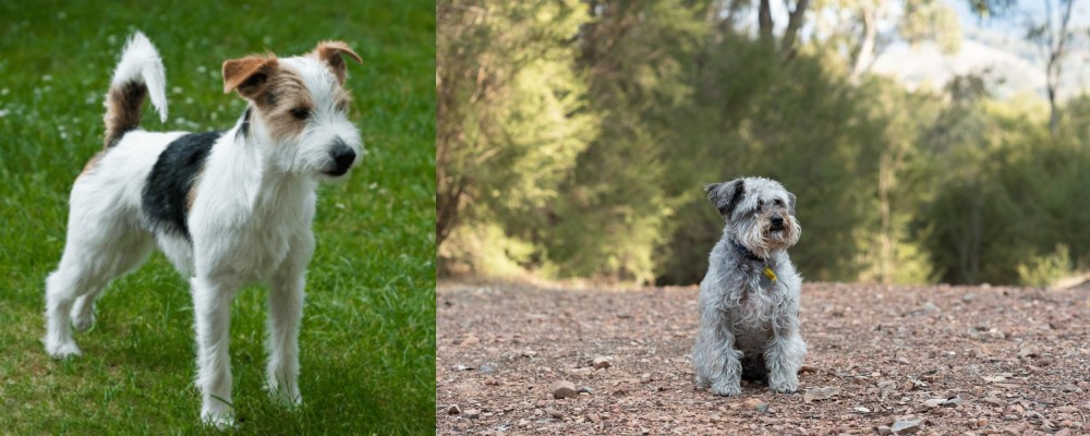 Schnoodle vs Parson Russell Terrier - Breed Comparison