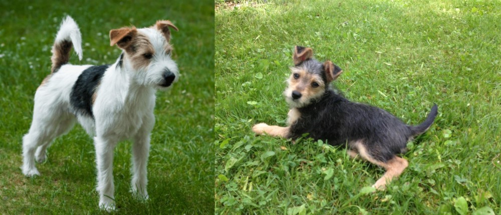 Schnorkie vs Parson Russell Terrier - Breed Comparison