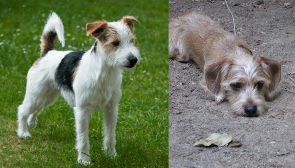 Schweenie vs Parson Russell Terrier - Breed Comparison
