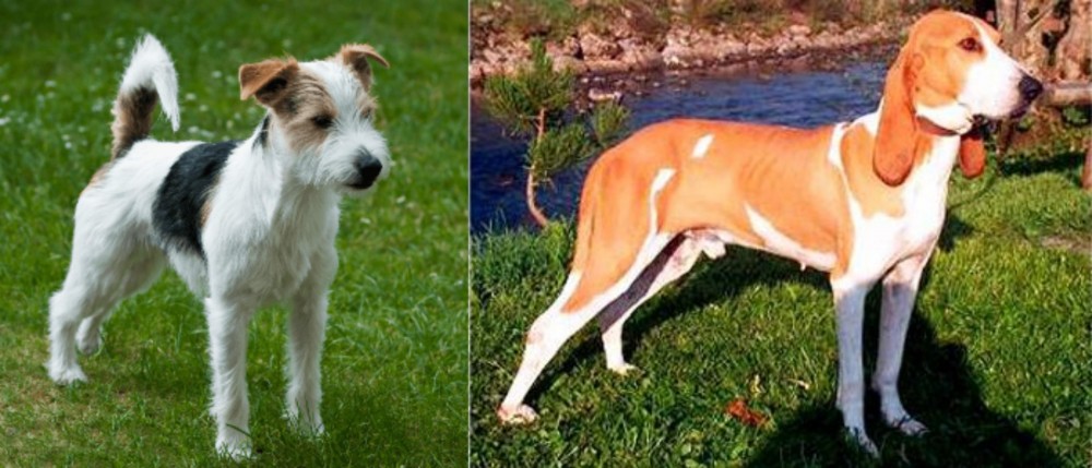 Schweizer Laufhund vs Parson Russell Terrier - Breed Comparison