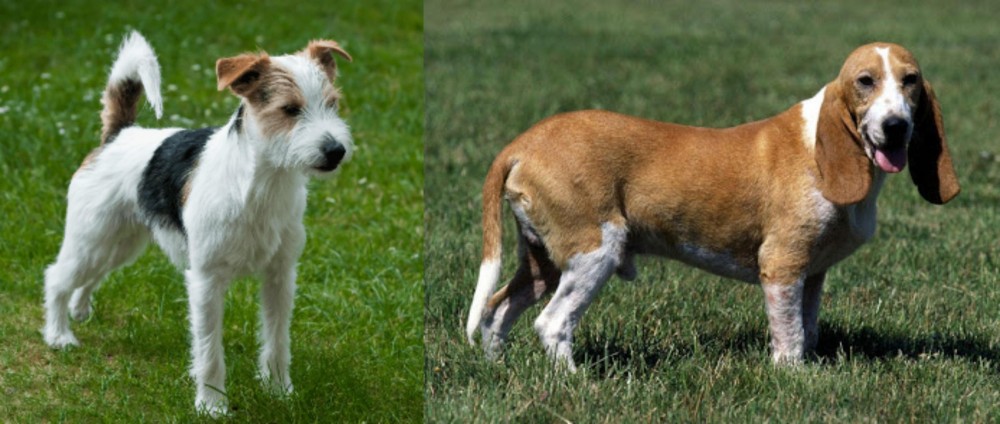 Schweizer Niederlaufhund vs Parson Russell Terrier - Breed Comparison