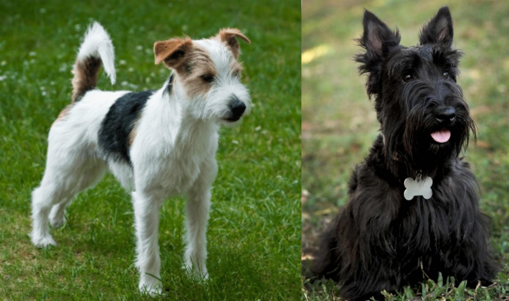 Scoland Terrier vs Parson Russell Terrier - Breed Comparison