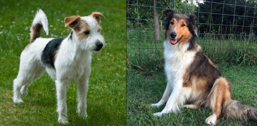 Scotch Collie vs Parson Russell Terrier - Breed Comparison