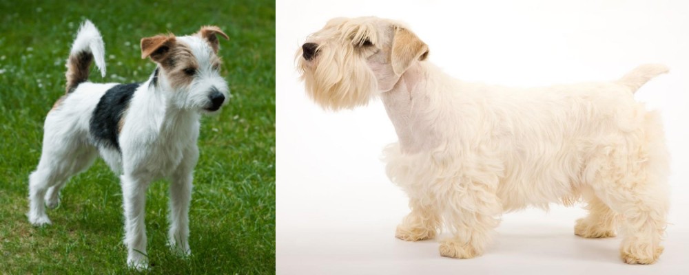 Sealyham Terrier vs Parson Russell Terrier - Breed Comparison