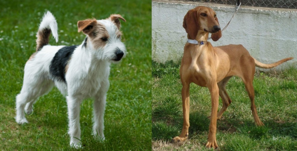 Segugio Italiano vs Parson Russell Terrier - Breed Comparison