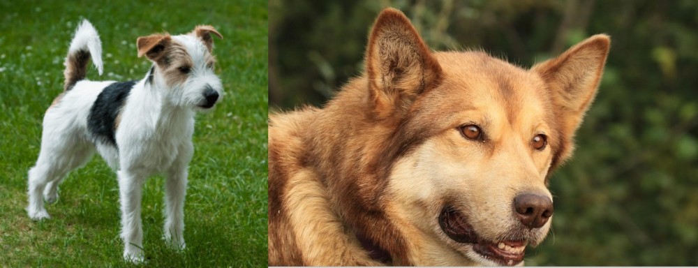 Seppala Siberian Sleddog vs Parson Russell Terrier - Breed Comparison