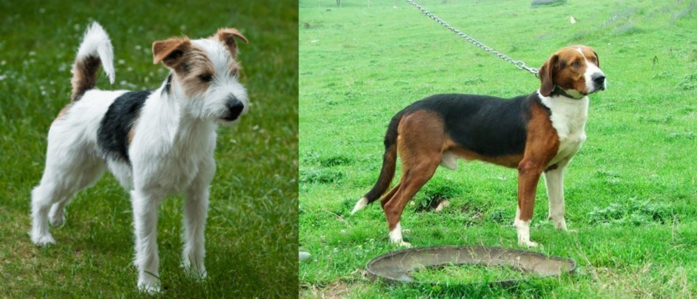 Serbian Tricolour Hound vs Parson Russell Terrier - Breed Comparison