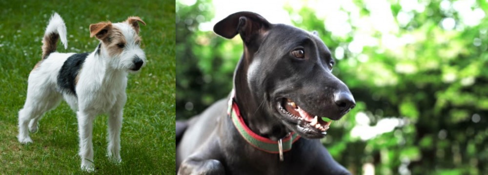 Shepard Labrador vs Parson Russell Terrier - Breed Comparison