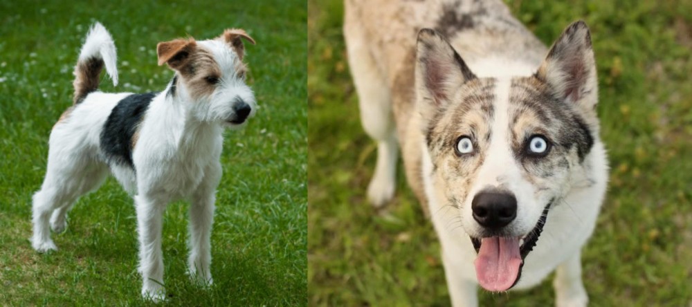 Shepherd Husky vs Parson Russell Terrier - Breed Comparison