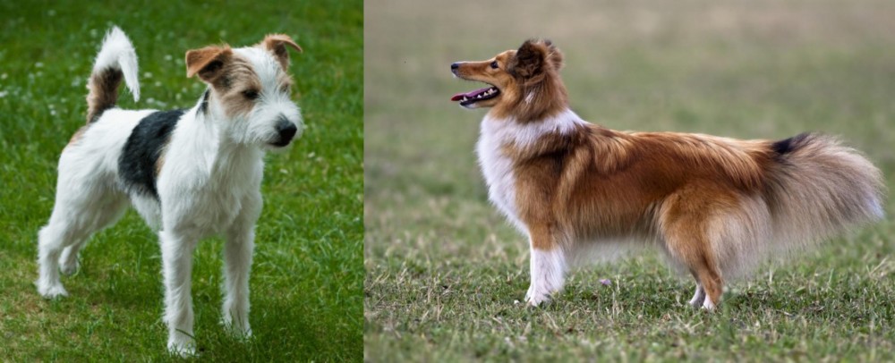 Shetland Sheepdog vs Parson Russell Terrier - Breed Comparison