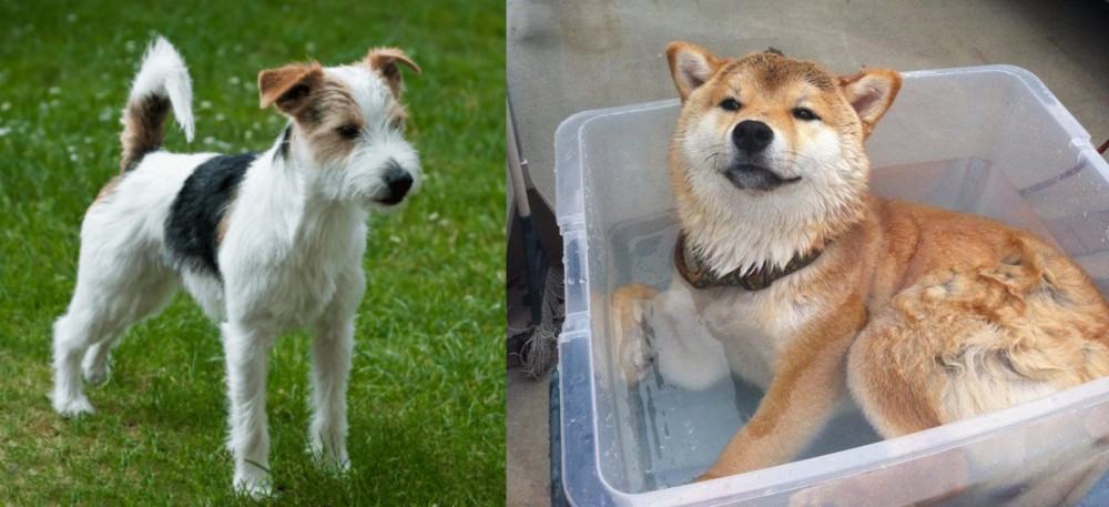 Shiba Inu vs Parson Russell Terrier - Breed Comparison