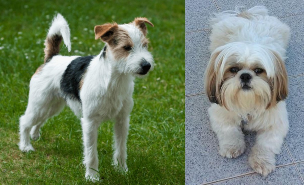 Shih Tzu vs Parson Russell Terrier - Breed Comparison