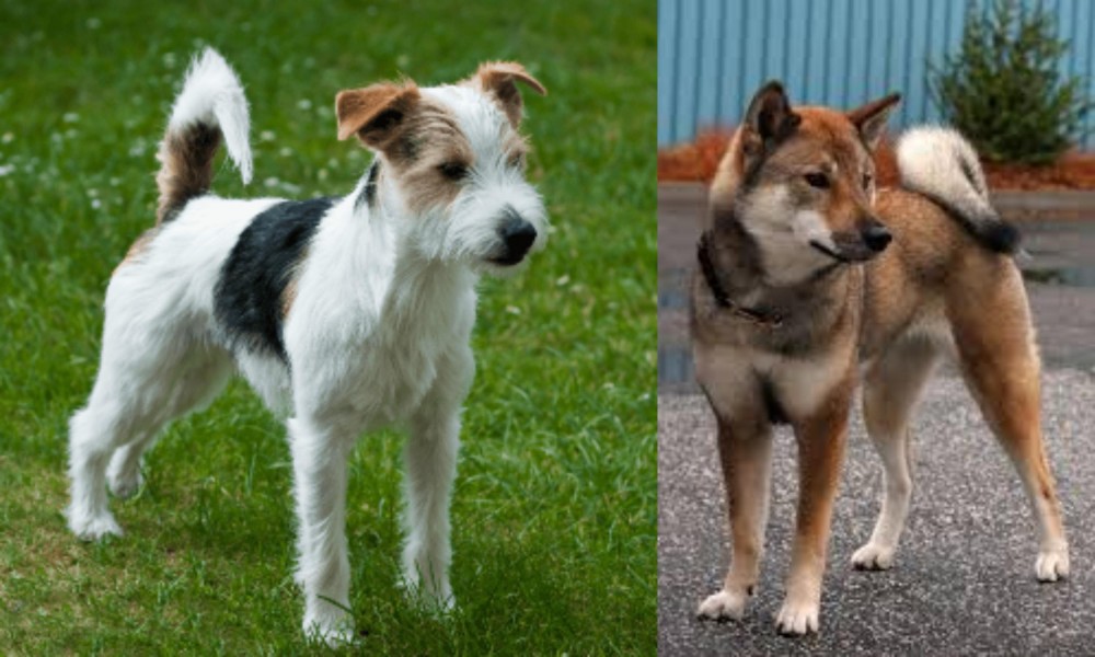 Shikoku vs Parson Russell Terrier - Breed Comparison