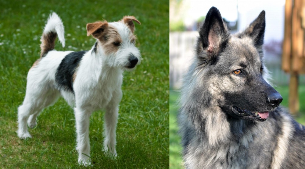 Shiloh Shepherd vs Parson Russell Terrier - Breed Comparison