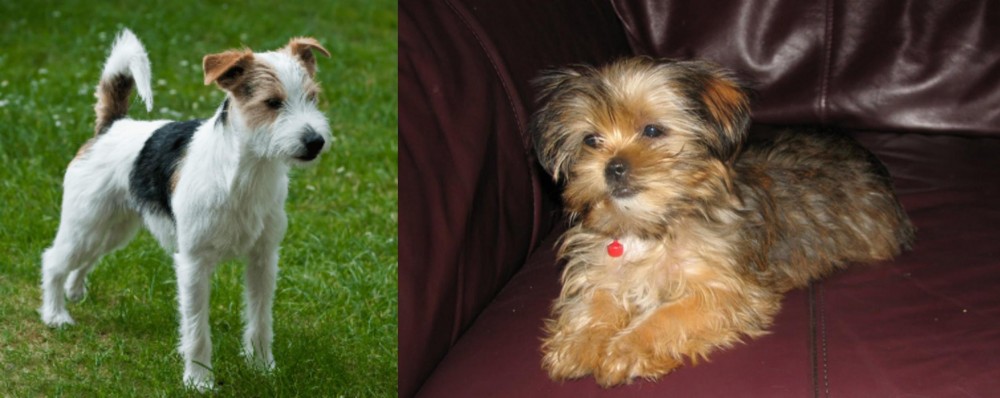 Shorkie vs Parson Russell Terrier - Breed Comparison