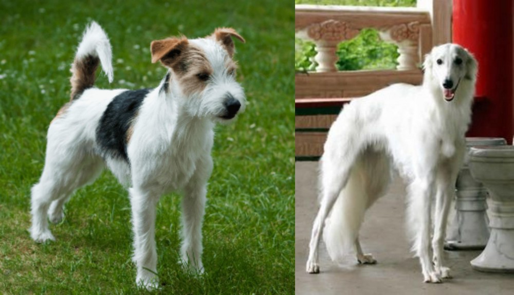 Silken Windhound vs Parson Russell Terrier - Breed Comparison