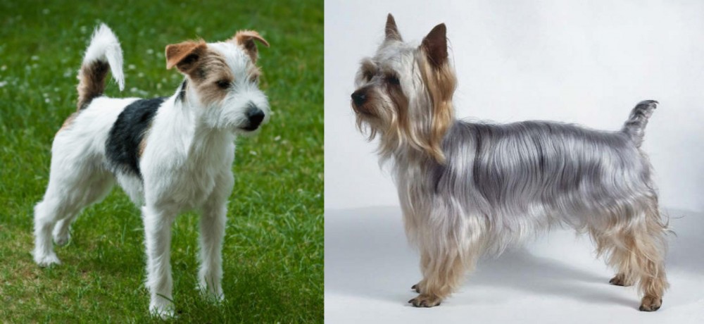 Silky Terrier vs Parson Russell Terrier - Breed Comparison