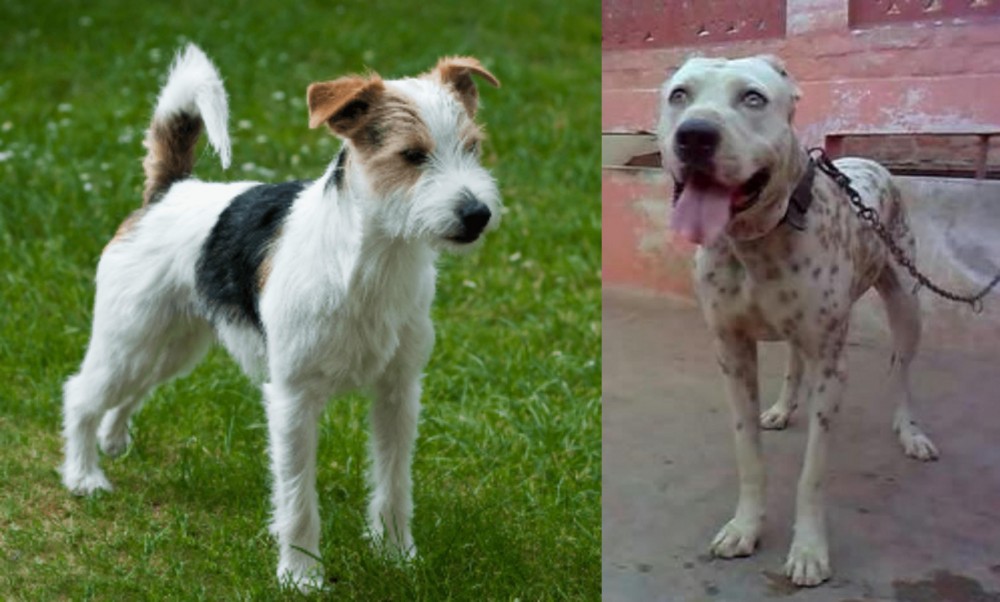 Sindh Mastiff vs Parson Russell Terrier - Breed Comparison