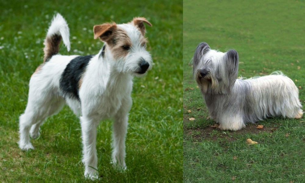 Skye Terrier vs Parson Russell Terrier - Breed Comparison